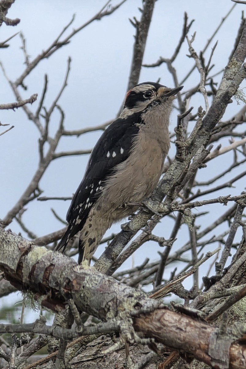 Downy Woodpecker - ML647542794