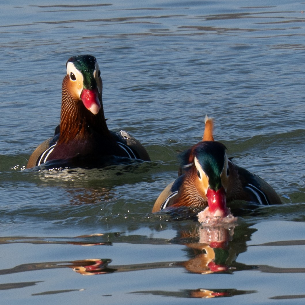 Mandarin-ahatea - ML647542795