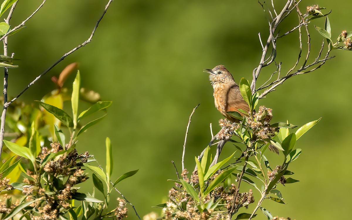 Spot-breasted Thornbird - ML647542796