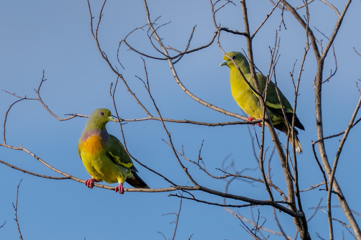 Orange-breasted Green-Pigeon - ML647542797
