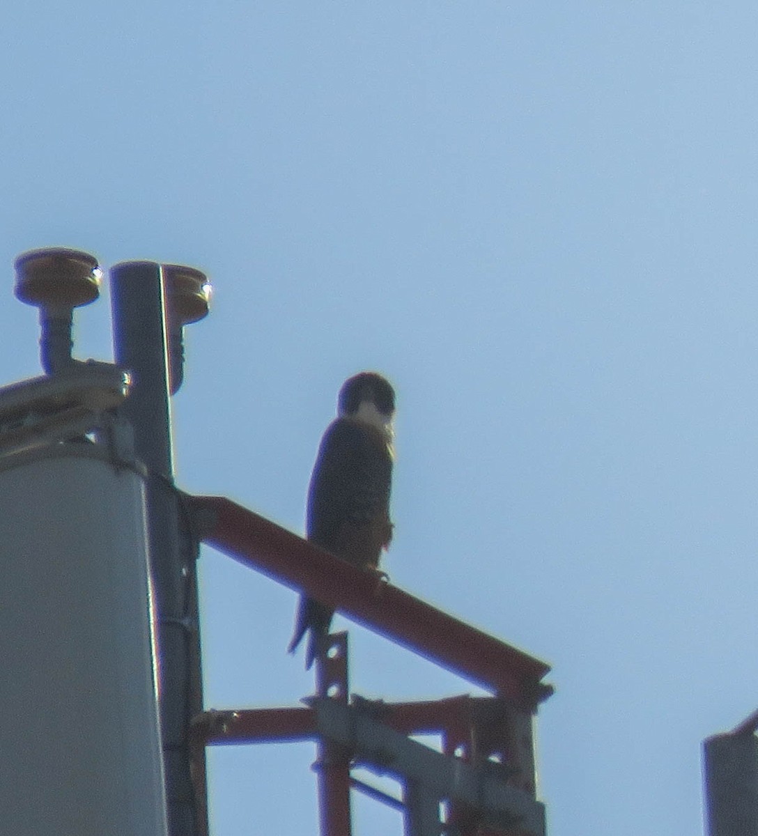 Orange-breasted Falcon - ML647542799