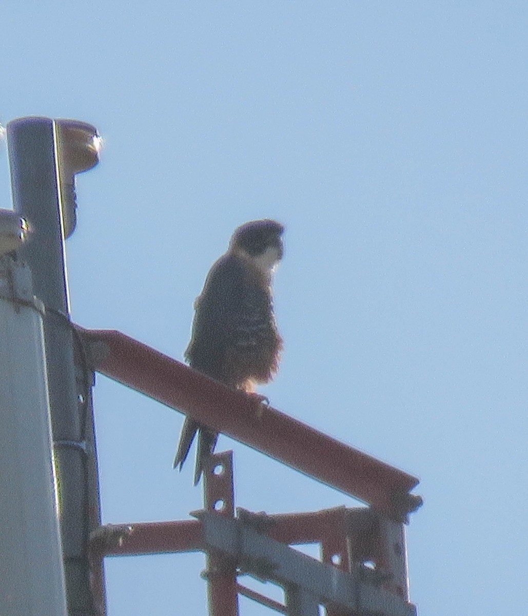 Orange-breasted Falcon - ML647542800