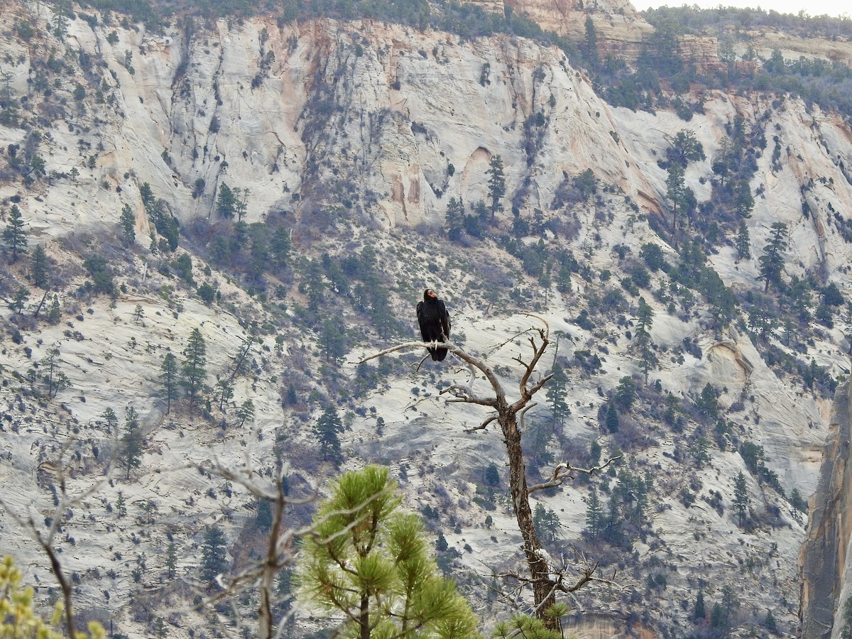 California Condor - ML647542801