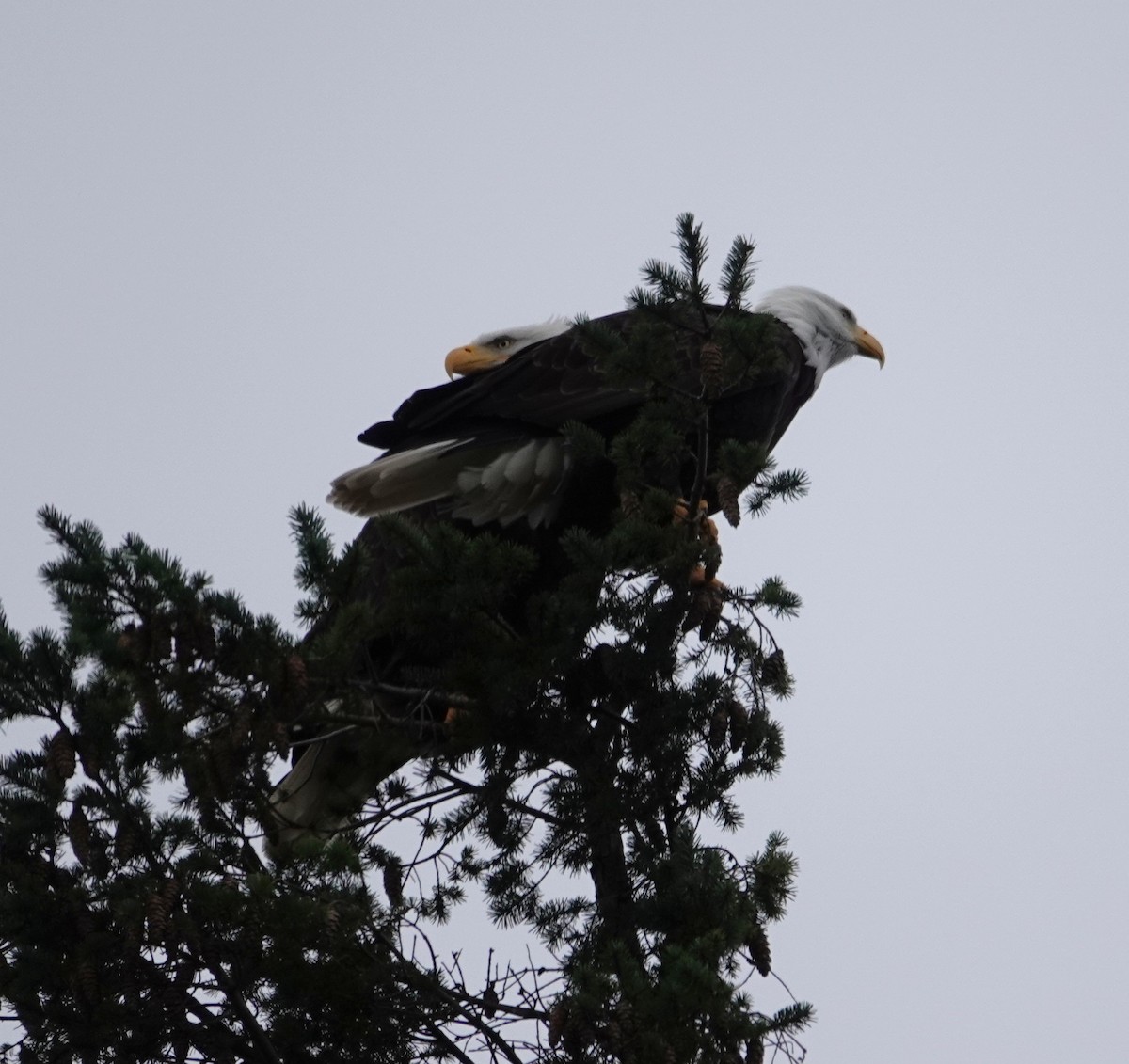 Bald Eagle - ML647542806