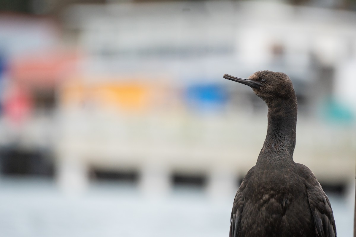 Pelagic Cormorant - ML647542812