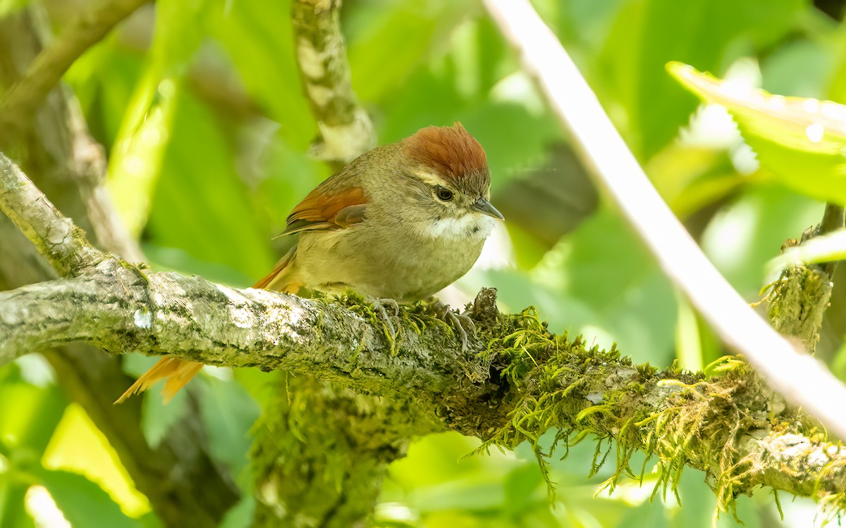 Azara's Spinetail - ML647542815