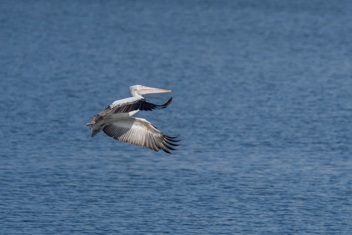 Hint Pelikanı - ML647542829