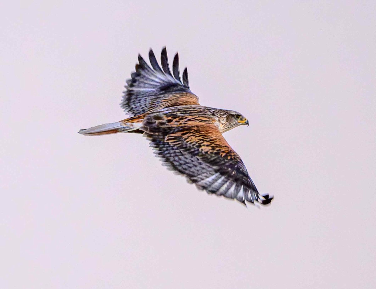 kongevåk - ML647542839