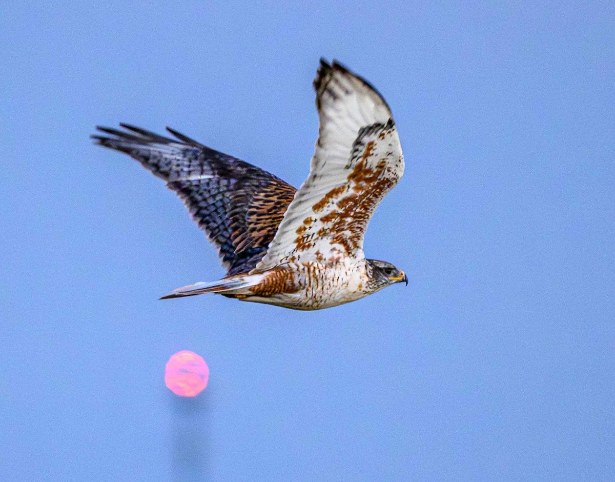 kongevåk - ML647542840