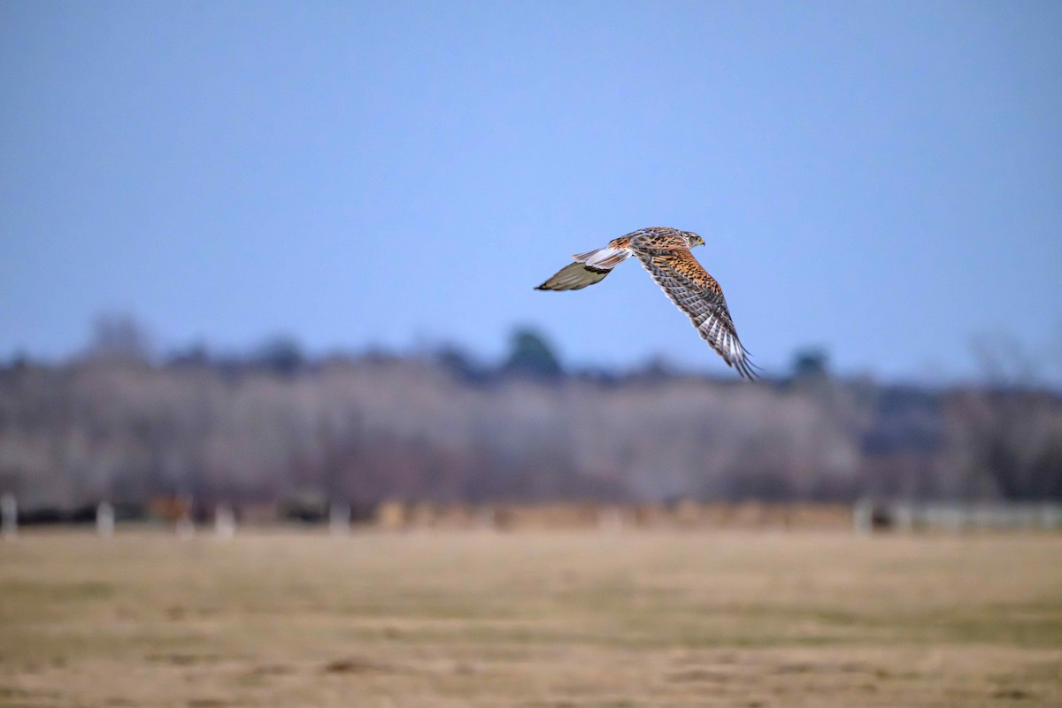 kongevåk - ML647542841