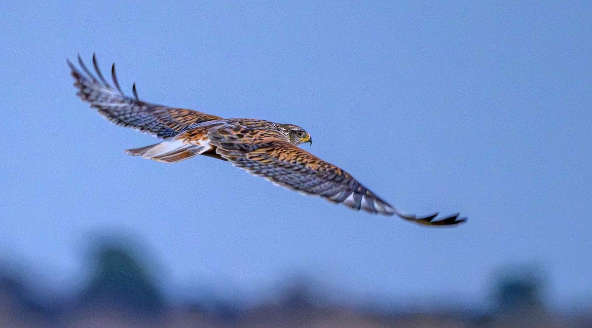 kongevåk - ML647542842