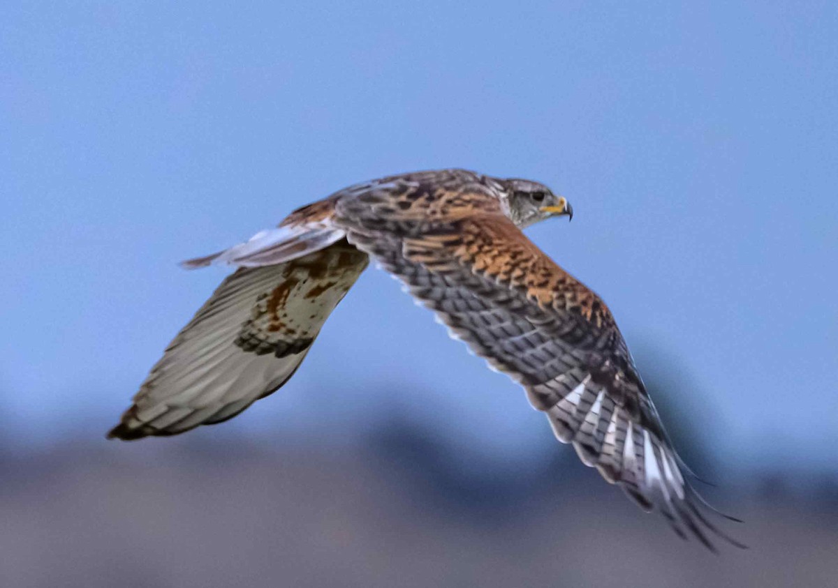 kongevåk - ML647542843