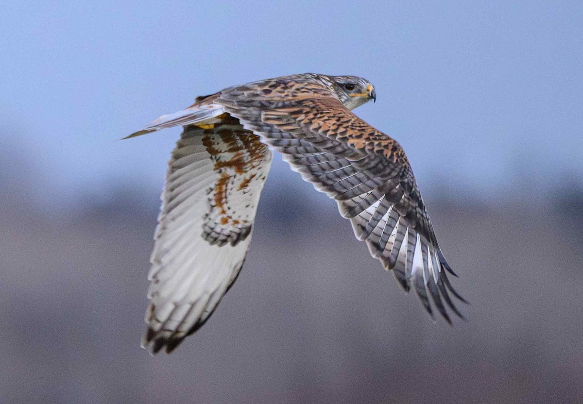 kongevåk - ML647542844