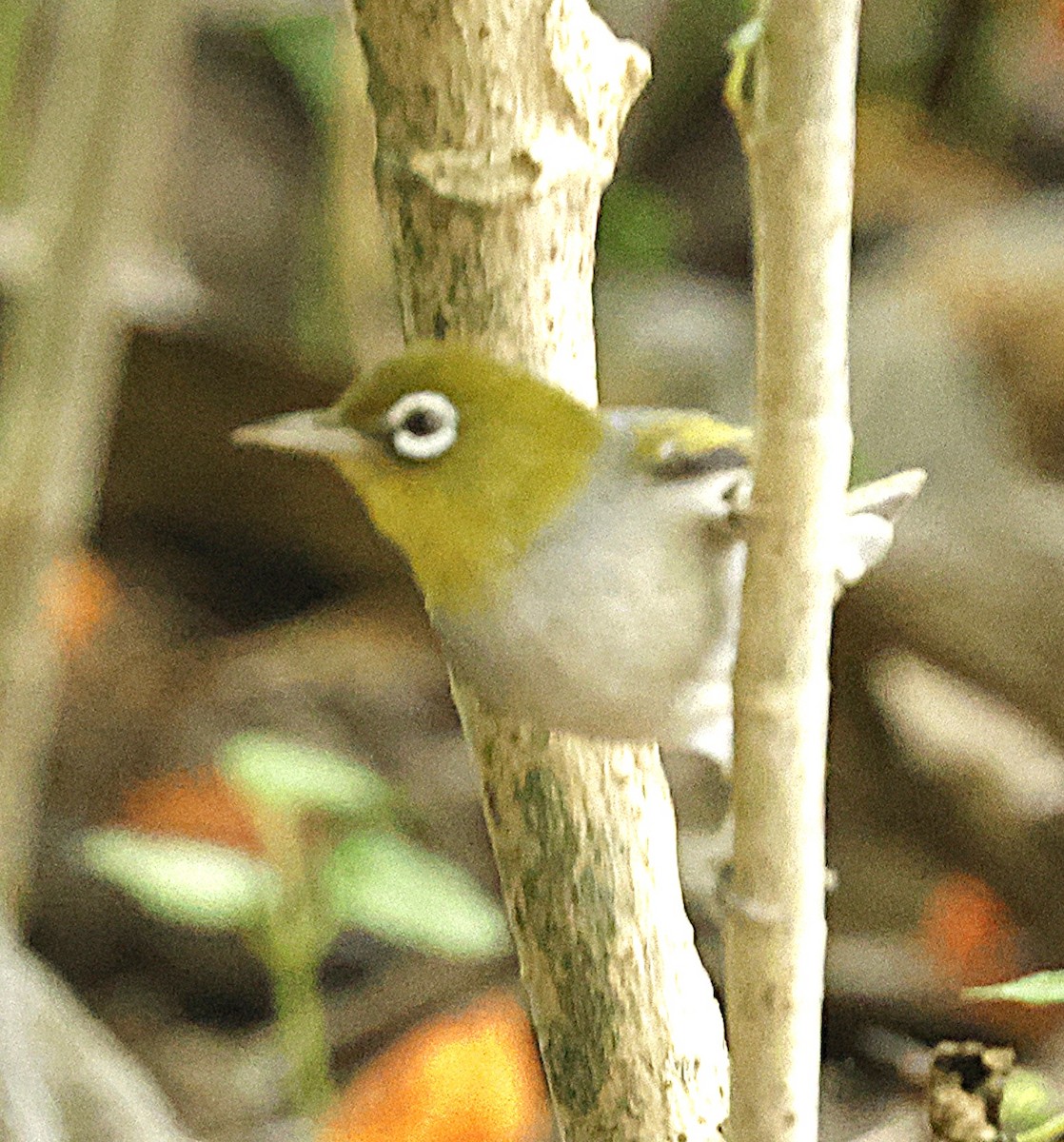 ハイムネメジロ - ML647542851