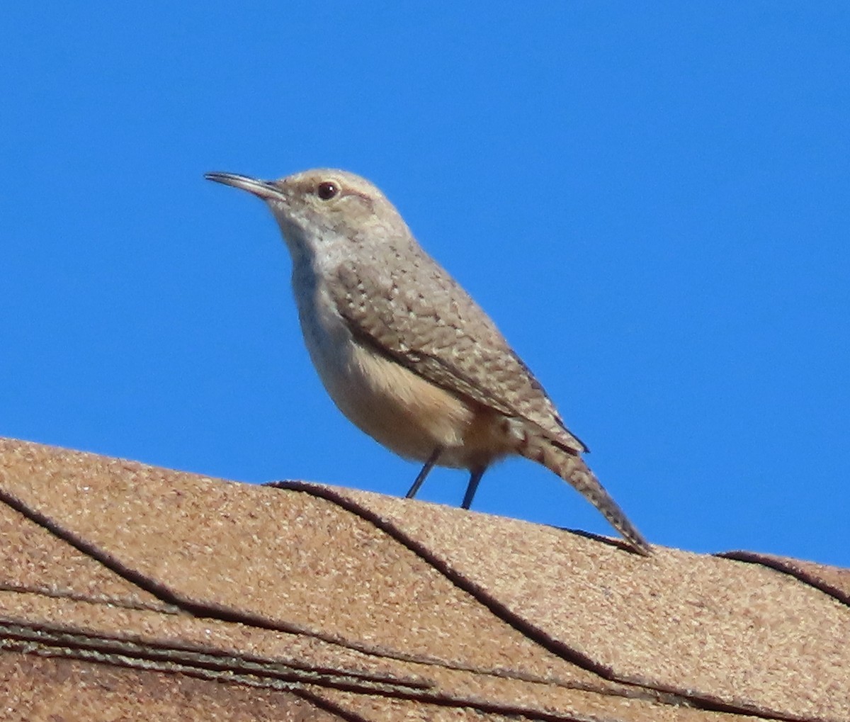 イワミソサザイ - ML647542860