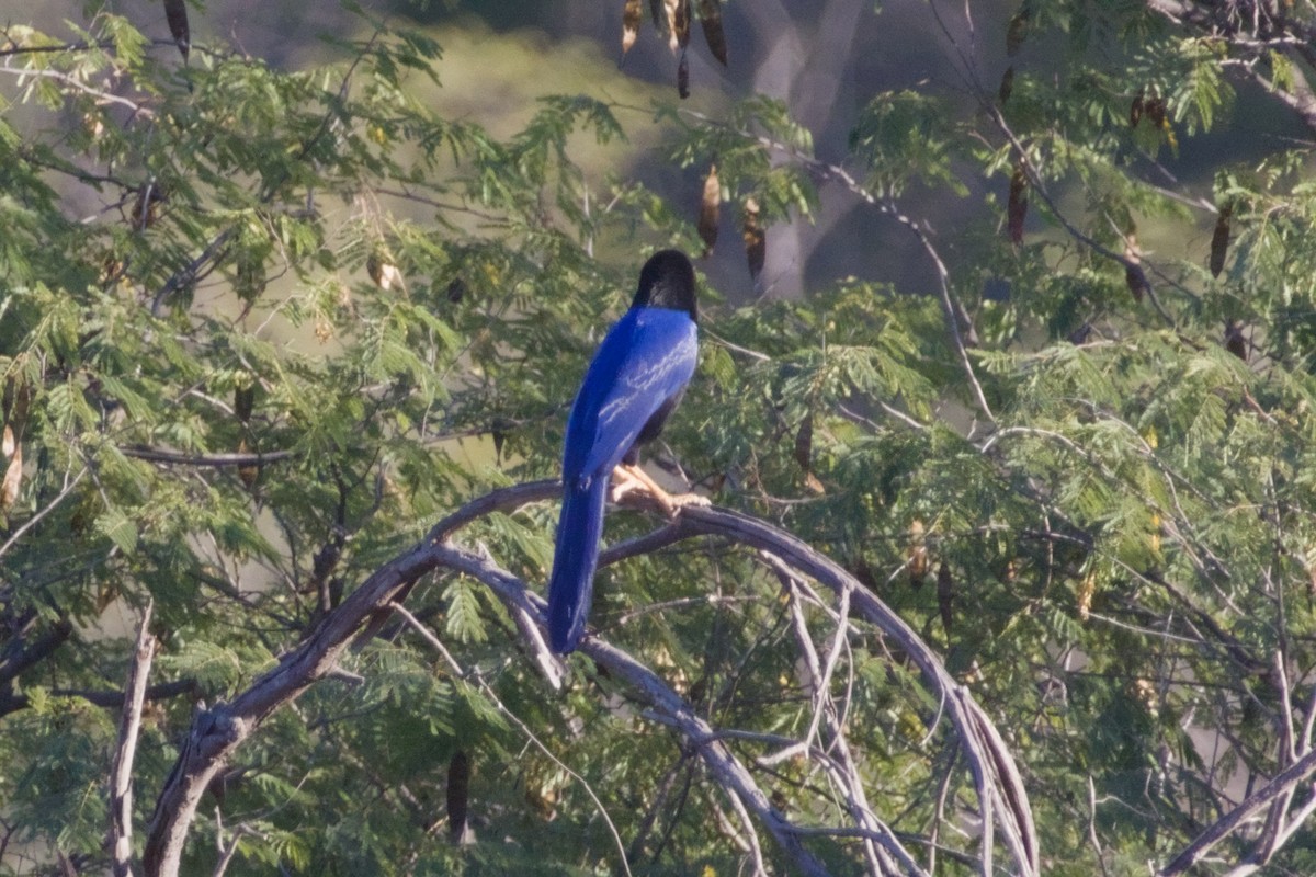 スミレヌレバカケス - ML647542862