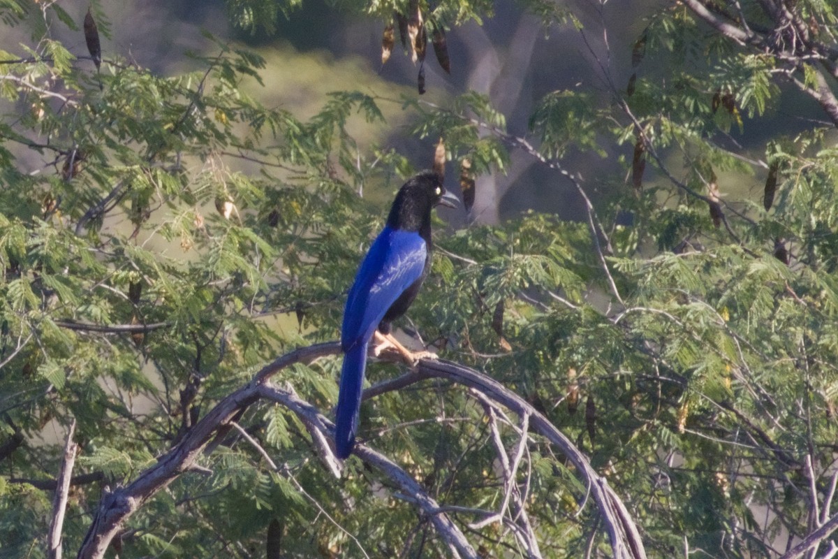 スミレヌレバカケス - ML647542863