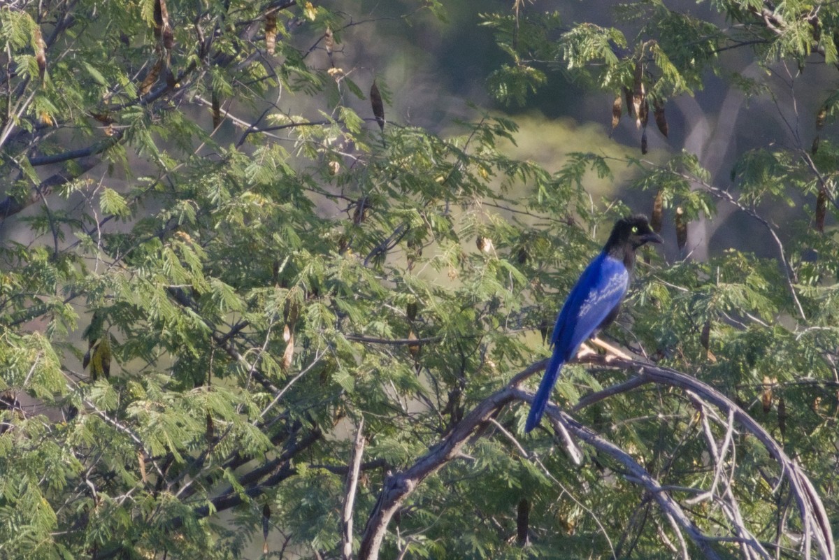 スミレヌレバカケス - ML647542864