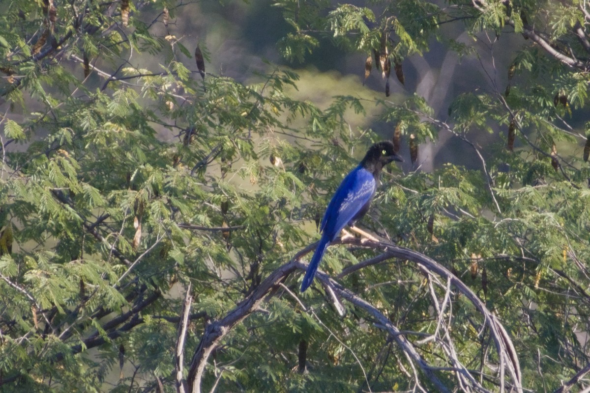 スミレヌレバカケス - ML647542865