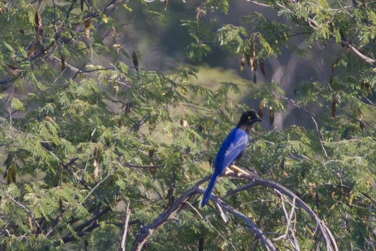 スミレヌレバカケス - ML647542866