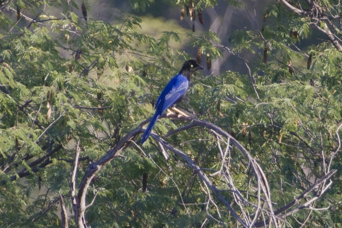 スミレヌレバカケス - ML647542867