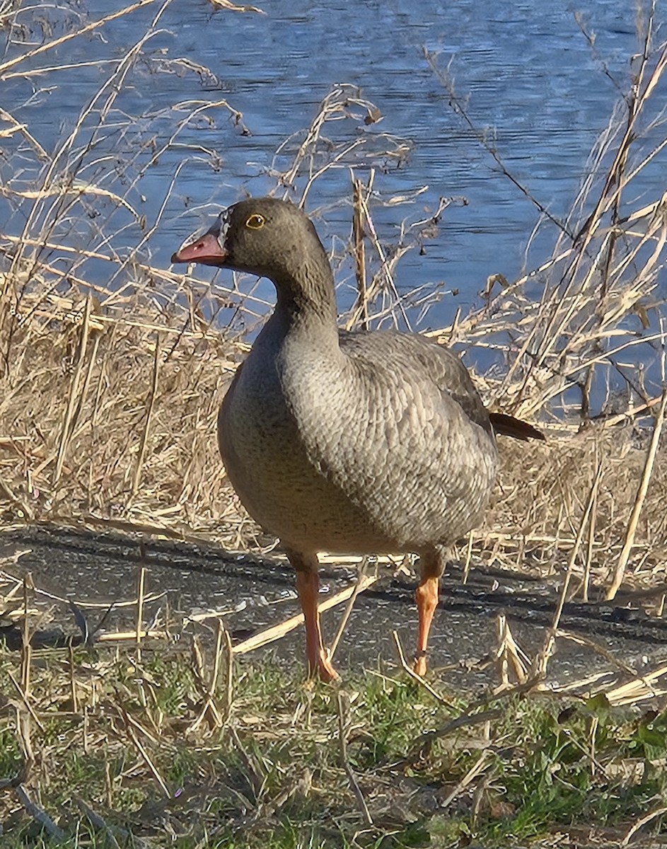 Гуска мала - ML647542868