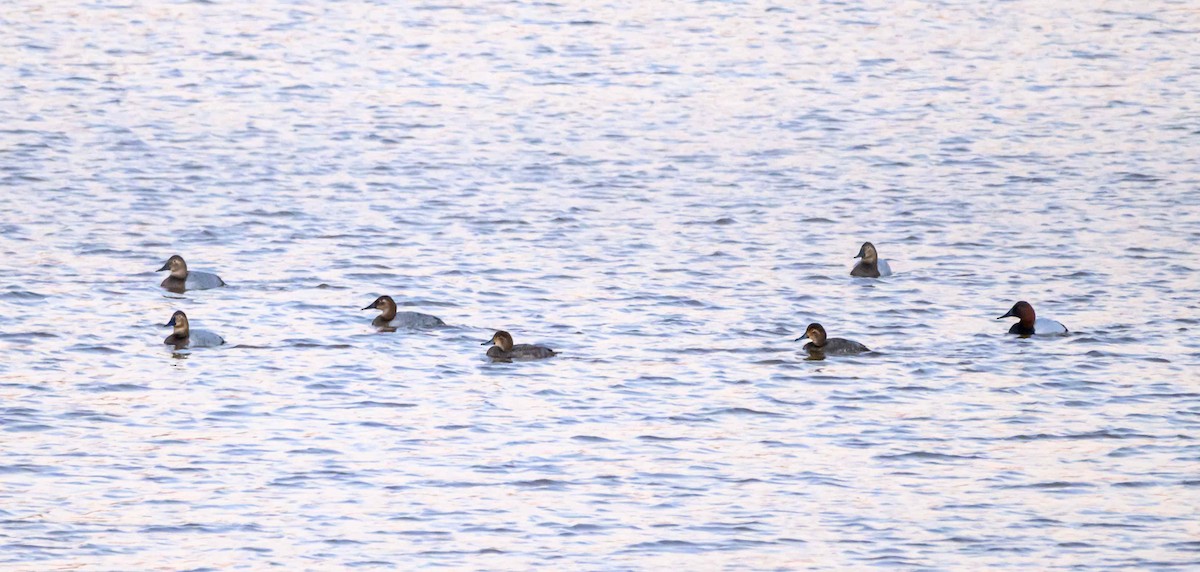 オオホシハジロ - ML647542869