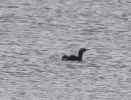 アビ - ML647542870