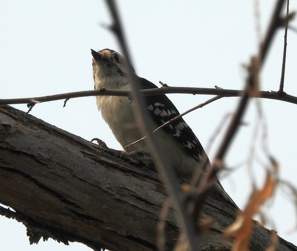 セジロコゲラ - ML647542871