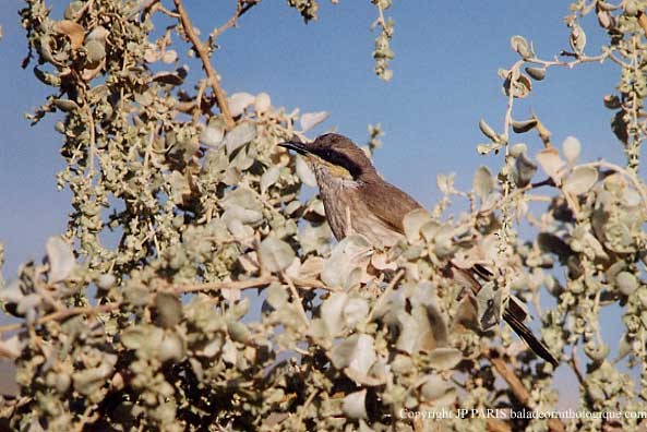 ウタイミツスイ - ML647542872