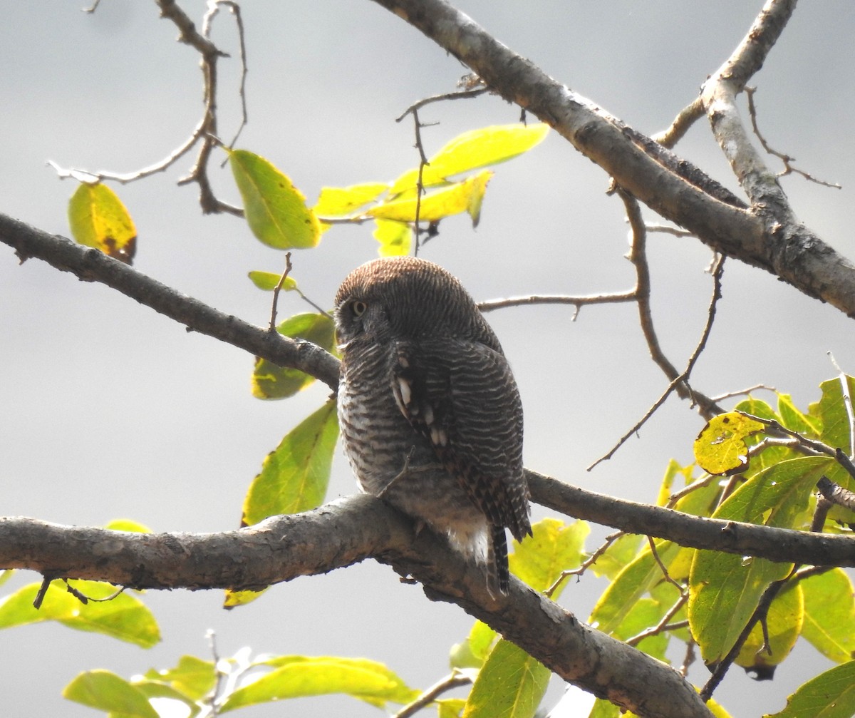 モリスズメフクロウ - ML647542873