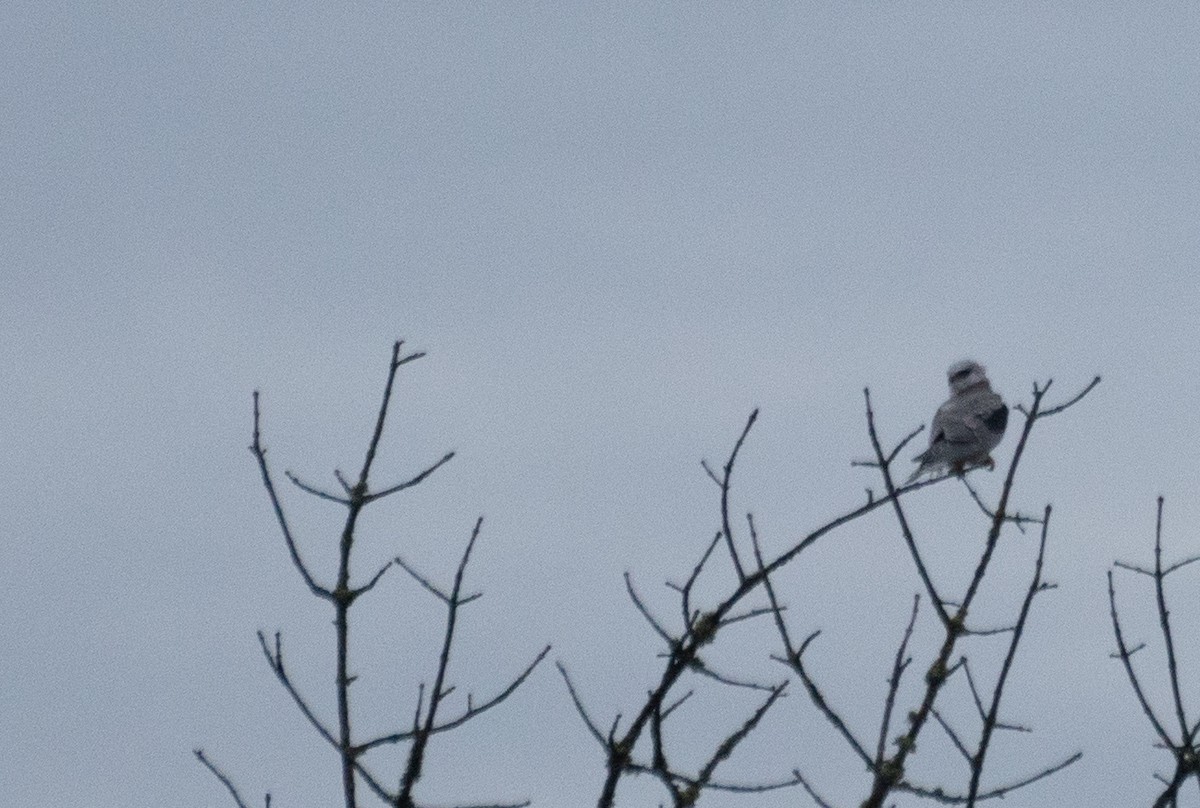 オジロトビ - ML647542875