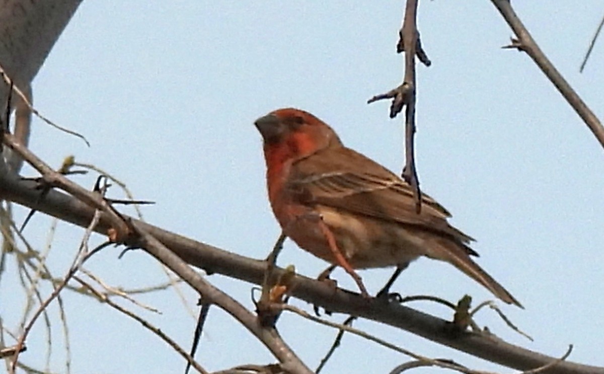 メキシコマシコ - ML647542876