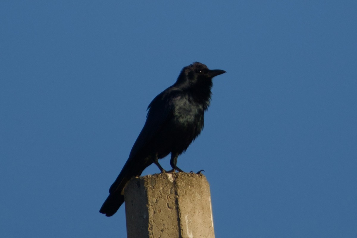 ニシメキシコガラス - ML647542877