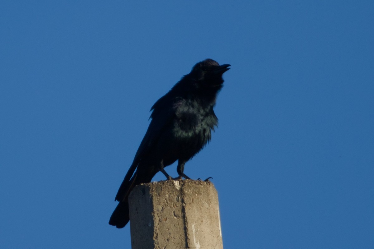 ニシメキシコガラス - ML647542878