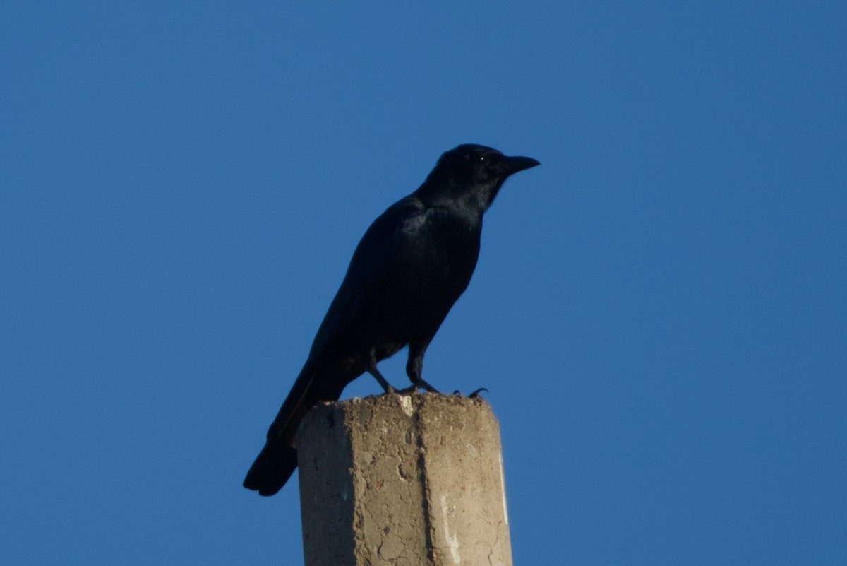 ニシメキシコガラス - ML647542879