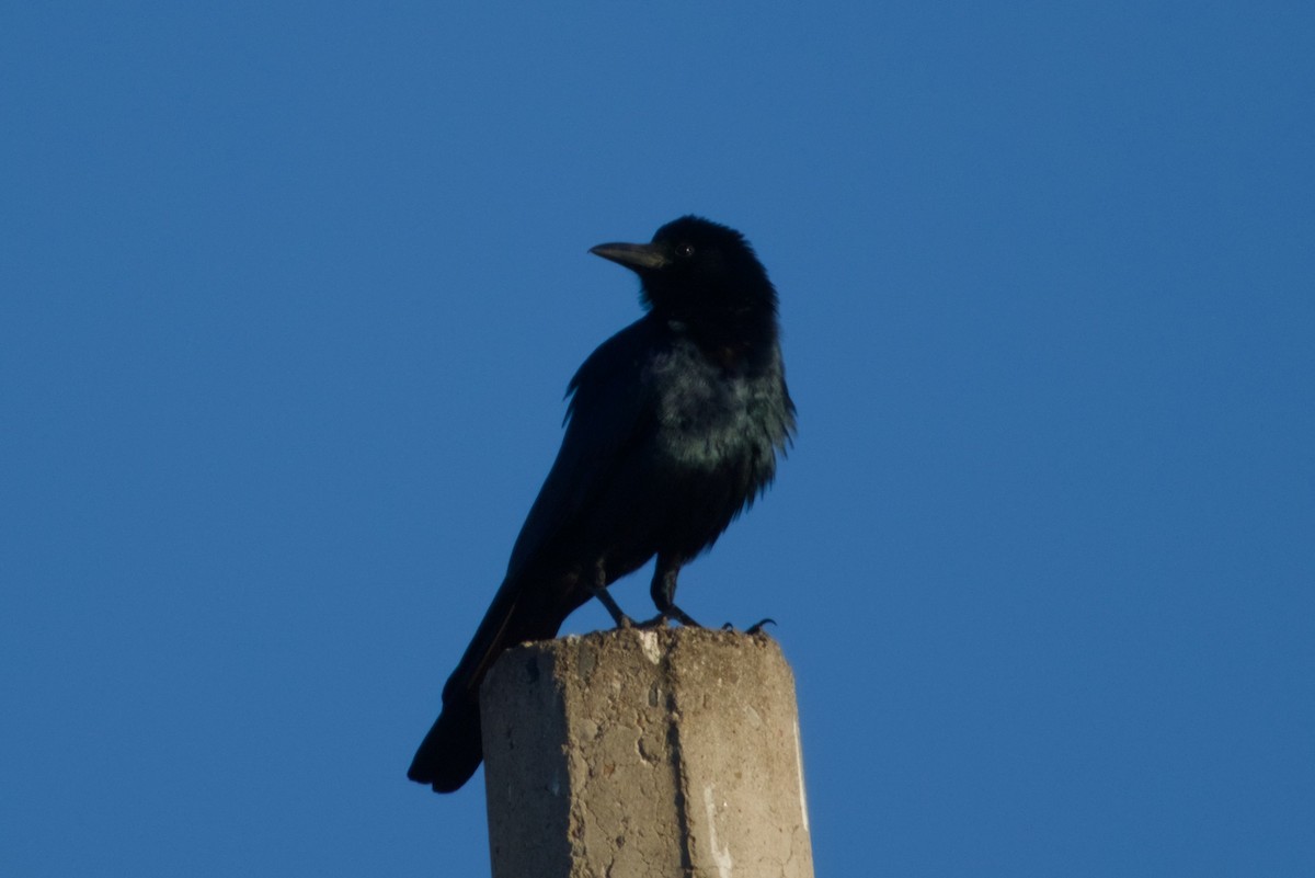 ニシメキシコガラス - ML647542880