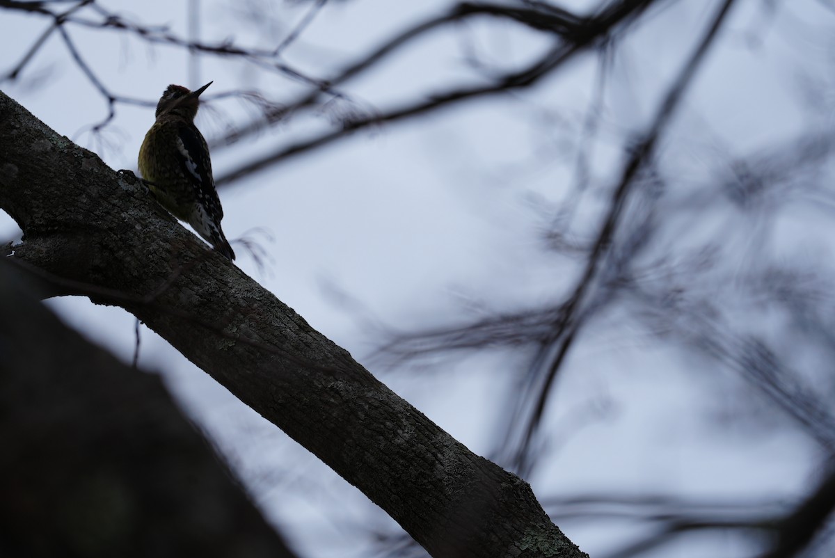 シルスイキツツキ - ML647542882