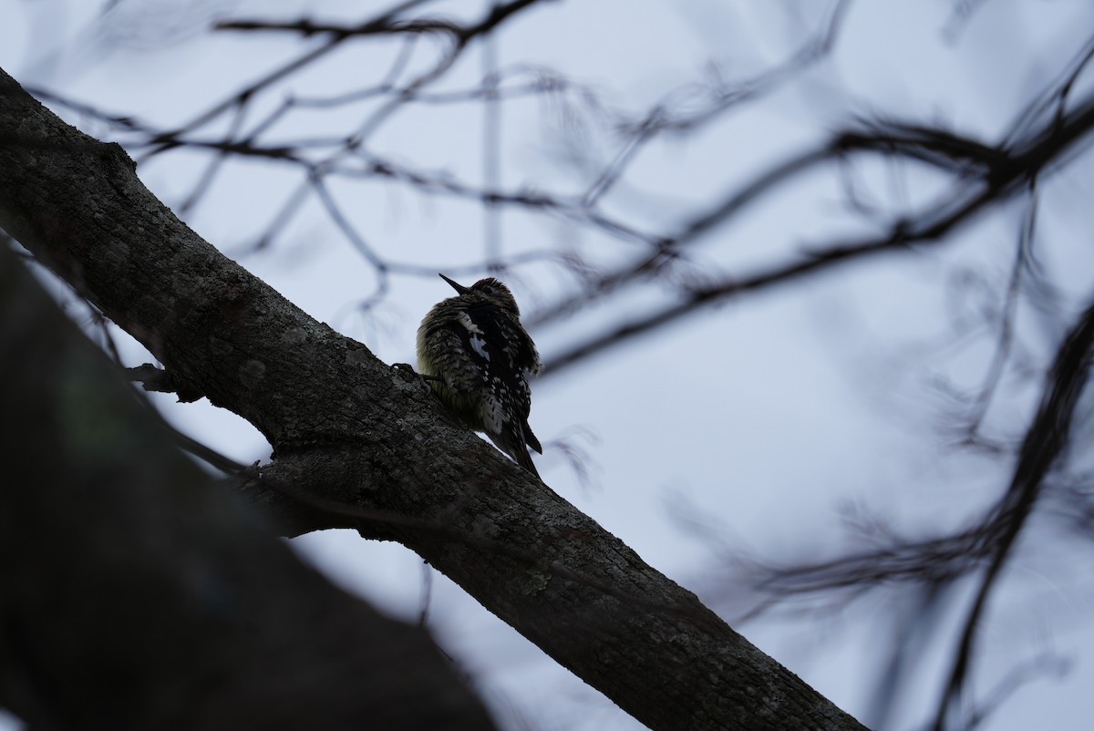 シルスイキツツキ - ML647542883