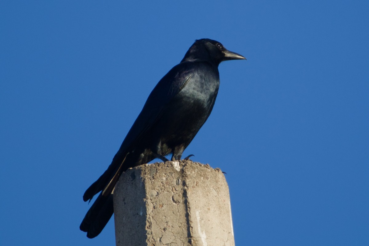 ニシメキシコガラス - ML647542884