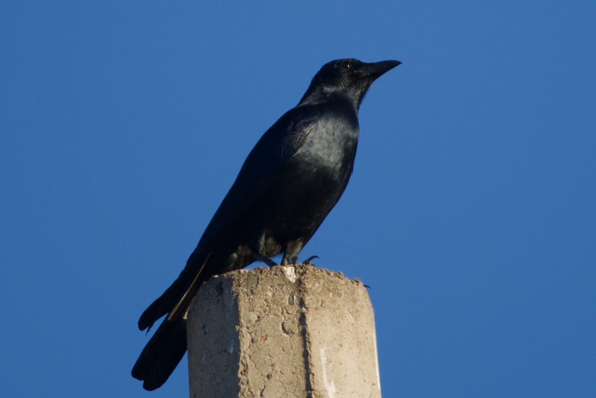 ニシメキシコガラス - ML647542885