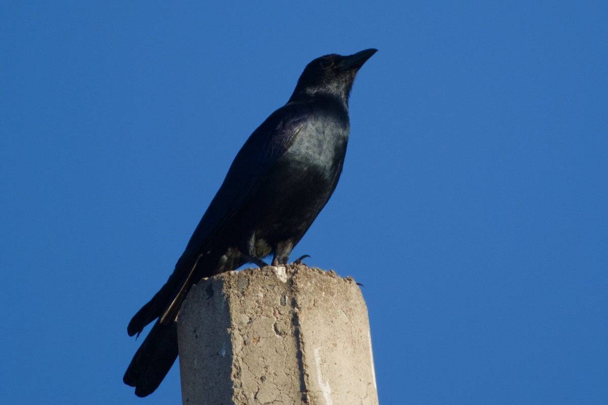 ニシメキシコガラス - ML647542886