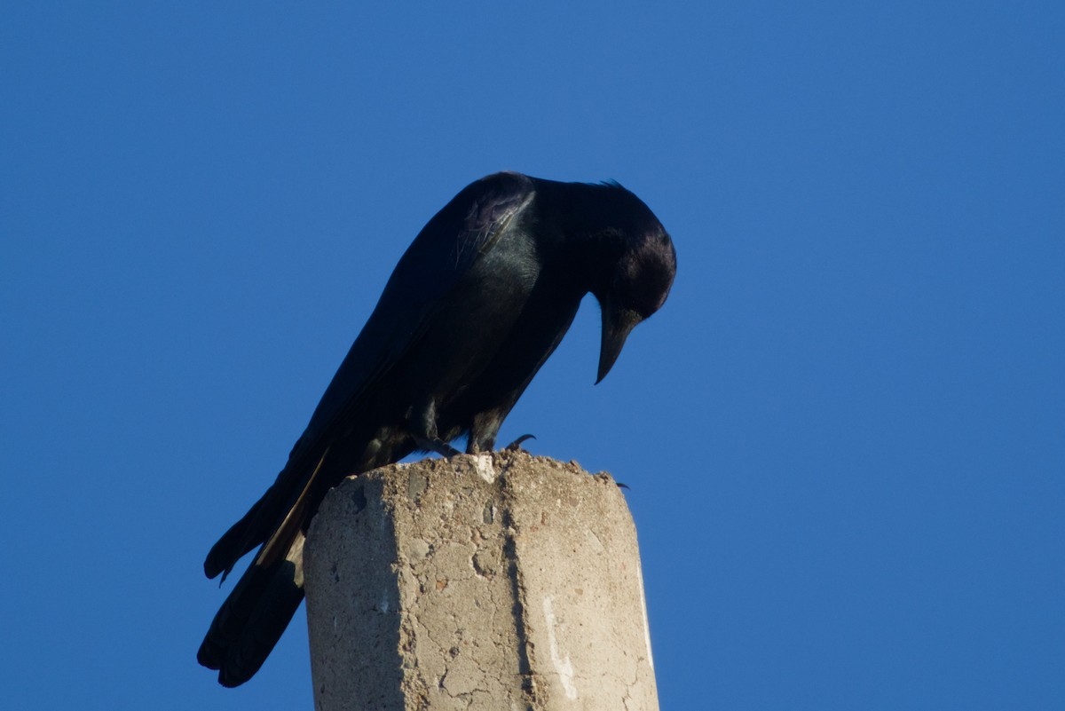 ニシメキシコガラス - ML647542887