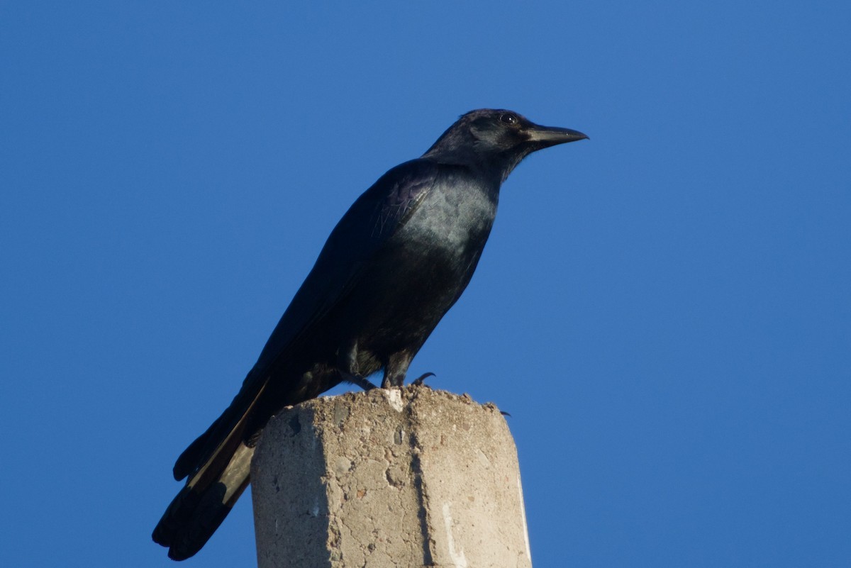 ニシメキシコガラス - ML647542888