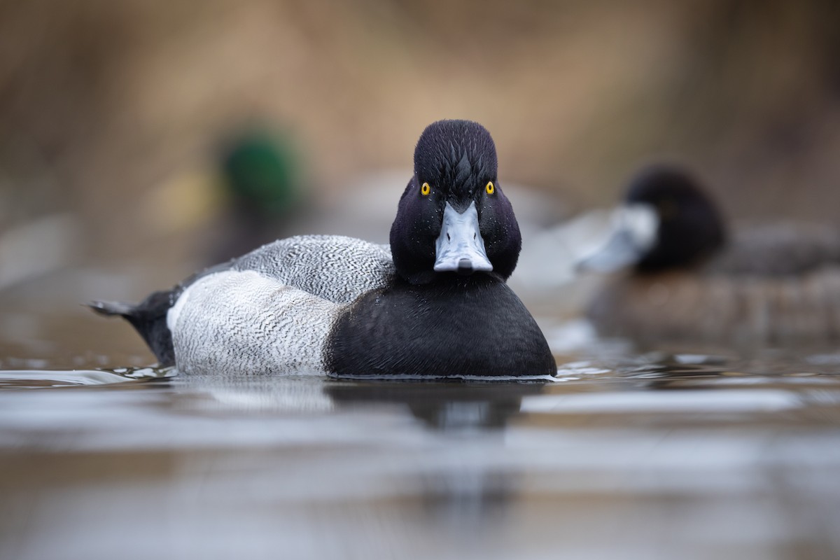 コスズガモ - ML647542889