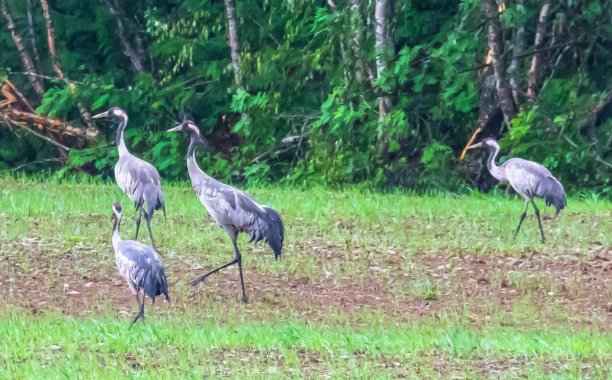 クロヅル - ML647542890