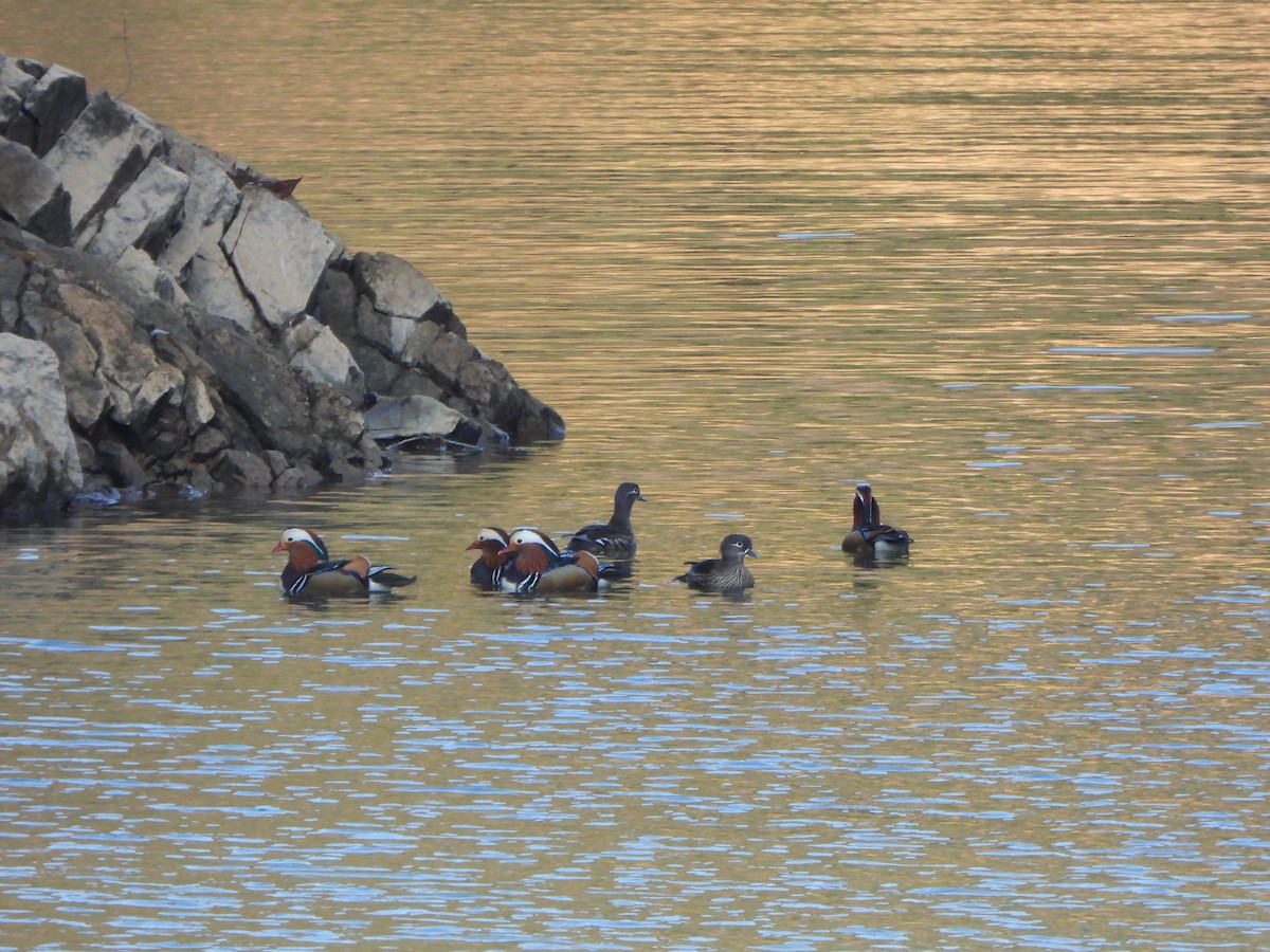 Mandarin Duck - ML647542902
