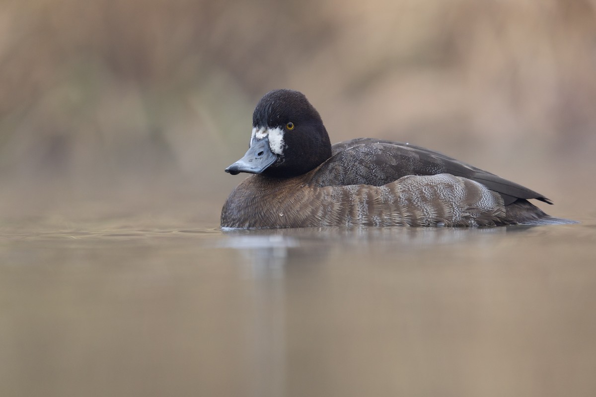 Lesser Scaup - ML647542919
