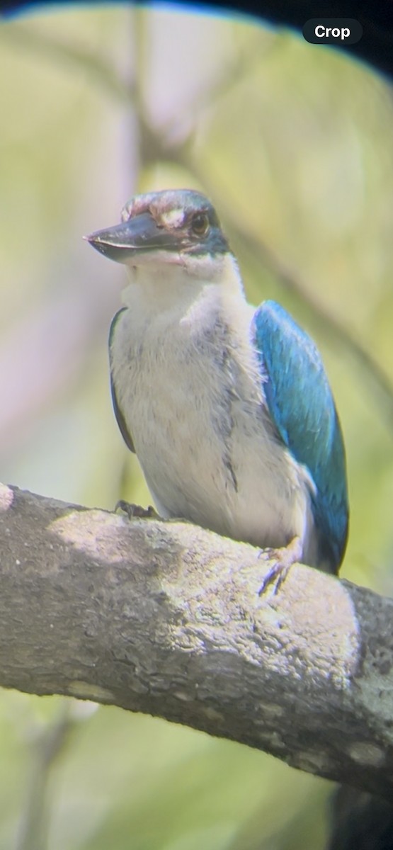 Torresian Kingfisher - ML647542920