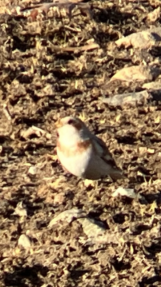 Snow Bunting - ML647542921